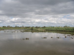 Marais de Séné